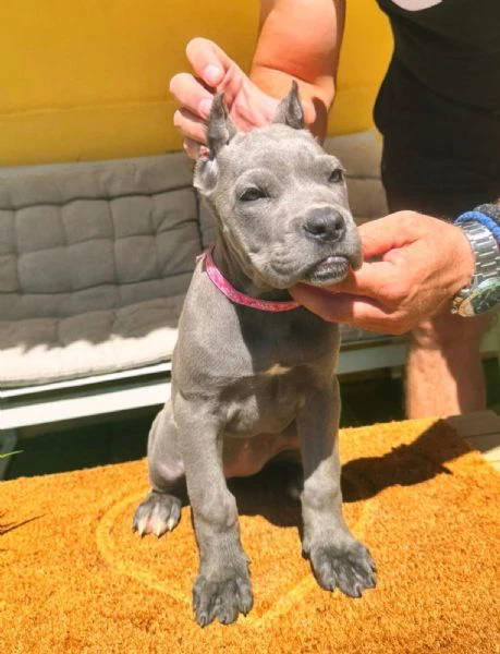 cane corso bellissimi cuccioli | Foto 5