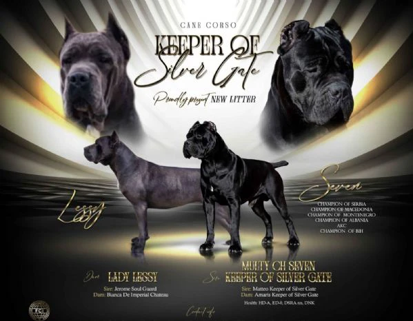 cane corso bellissimi cuccioli | Foto 4