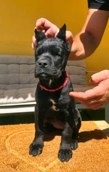 cane corso bellissimi cuccioli | Foto 3