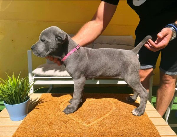 cane corso bellissimi cuccioli