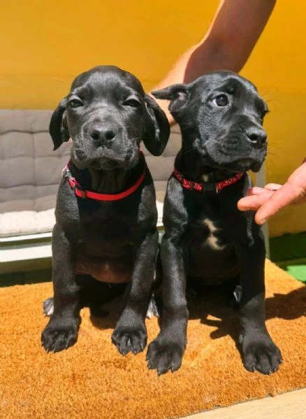 cane corso bellissimi cuccioli | Foto 2