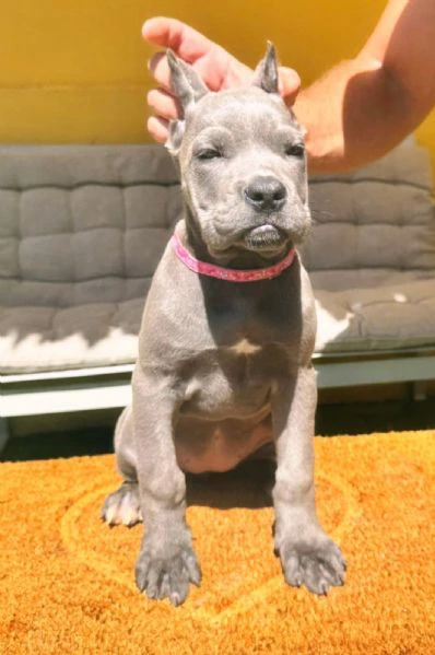 cane corso bellissimi cuccioli | Foto 1