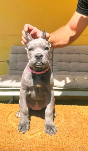 cane corso bellissimi cuccioli | Foto 0