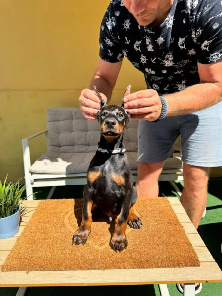 cuccioli di doberman | Foto 3