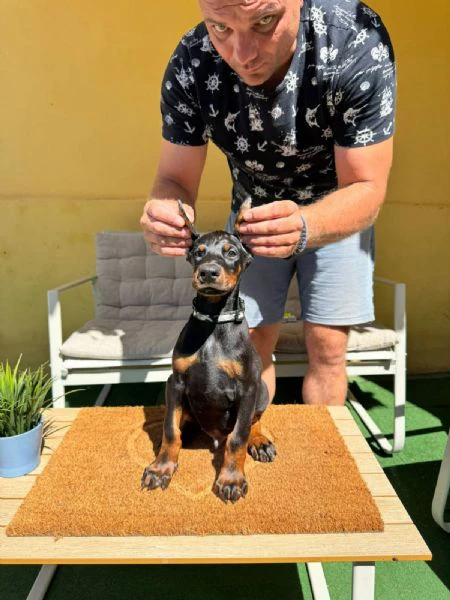 cuccioli di doberman | Foto 2