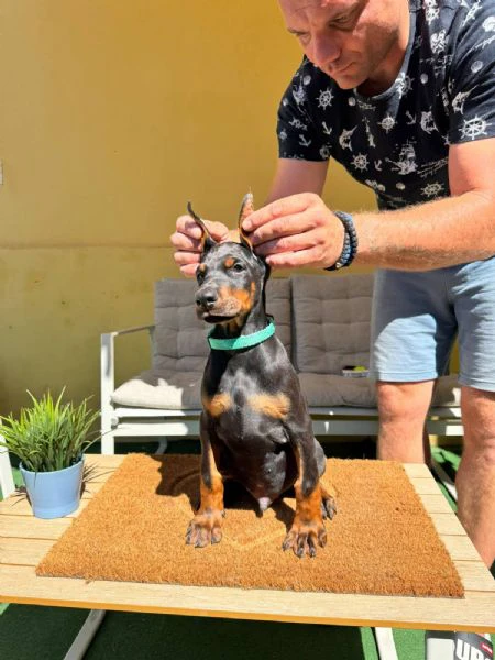 cuccioli di doberman