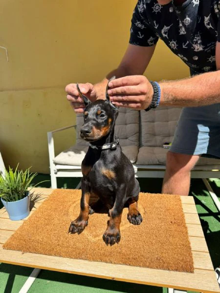 cuccioli di doberman | Foto 1
