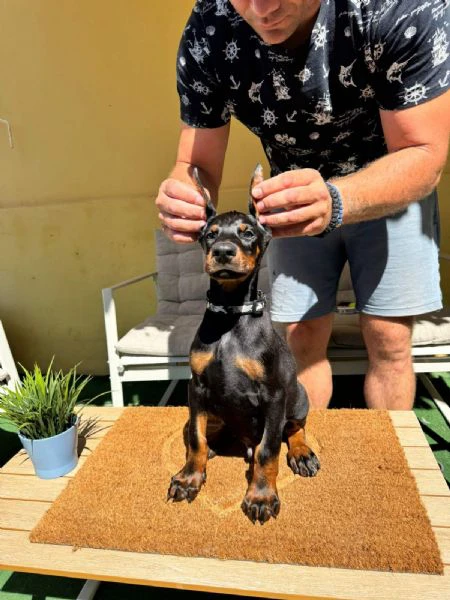 cuccioli di doberman | Foto 0