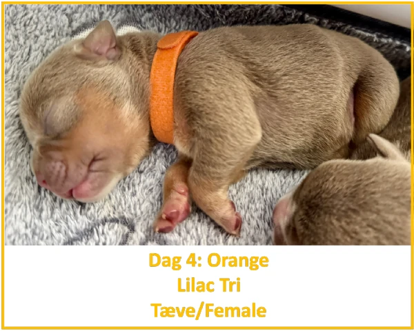 english bulldog mix puppies for sale
