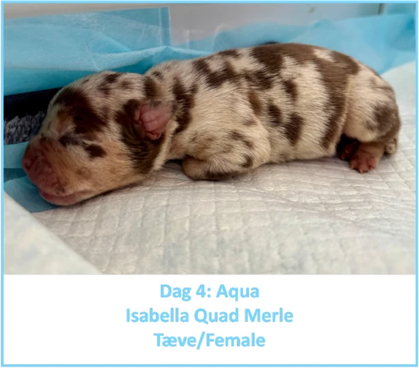 english bulldog mix puppies for sale | Foto 3
