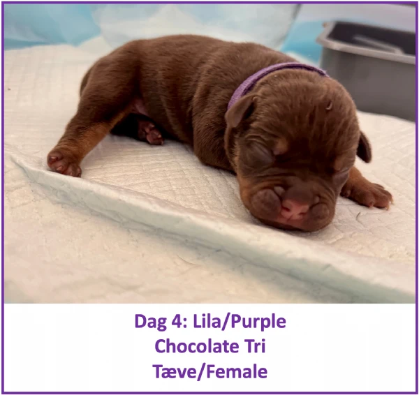 english bulldog mix puppies for sale | Foto 2