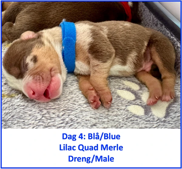 english bulldog mix puppies for sale | Foto 1