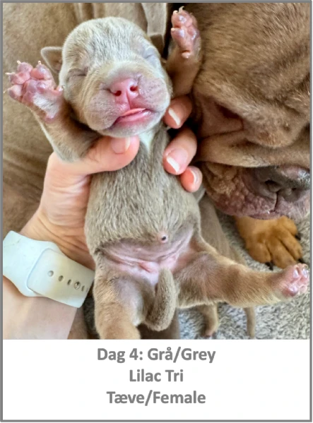 english bulldog mix puppies for sale | Foto 0