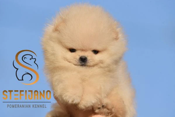 pomeranian boo orsetti, cuccioli di spitz pomerania | Foto 5
