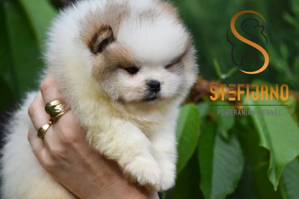pomeranian boo orsetti, cuccioli di spitz pomerania | Foto 4