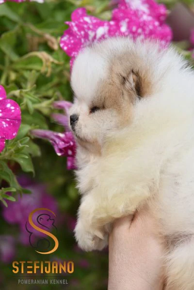 pomeranian boo orsetti, cuccioli di spitz pomerania | Foto 2