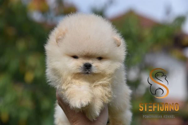 pomeranian boo orsetti, cuccioli di spitz pomerania | Foto 1