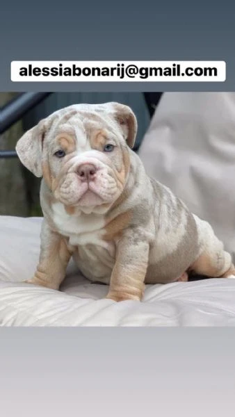 bulldog inglese disponibile per l'adozione