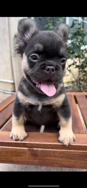 cucciolo di bulldog francese disponibile per l'adozione | Foto 0