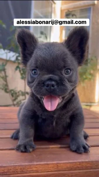 cucciolo di bulldog francese disponibile per l'adozione