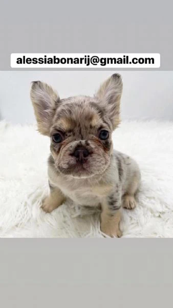 disponibile cucciolo di bulldog francese soffice per l'adozione