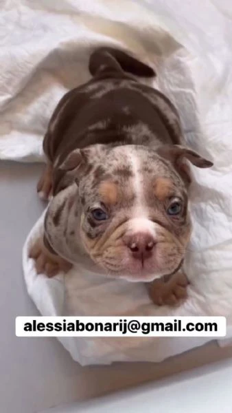 cucciolo di pitbull disponibile per l'adozione
