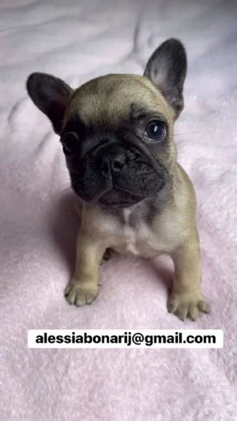 disponibili bellissimi cuccioli di bulldog francese