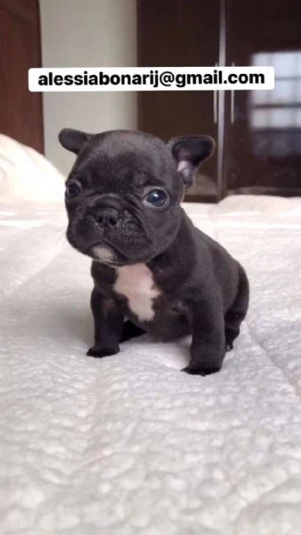 disponibili bellissimi cuccioli di bulldog francese | Foto 0