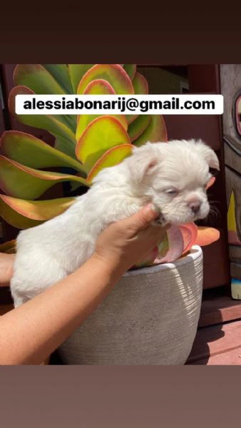 bulldog francese soffice disponibile