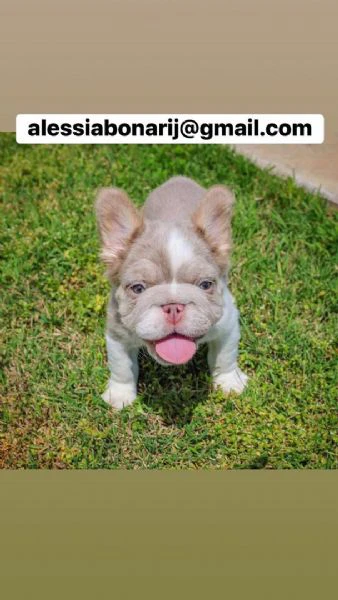 cucciolo di bulldog francese disponibile