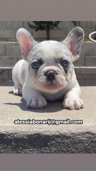 cucciolo di bulldog francese disponibile
