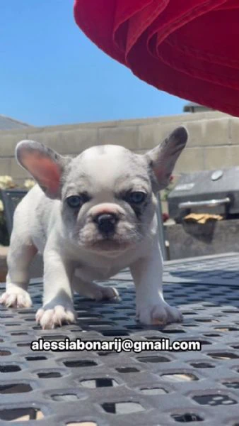 cucciolo di bulldog francese disponibile | Foto 0
