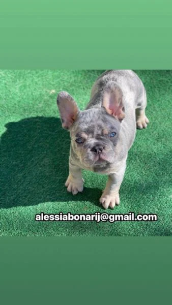 cucciolo di bulldog francese disponibile