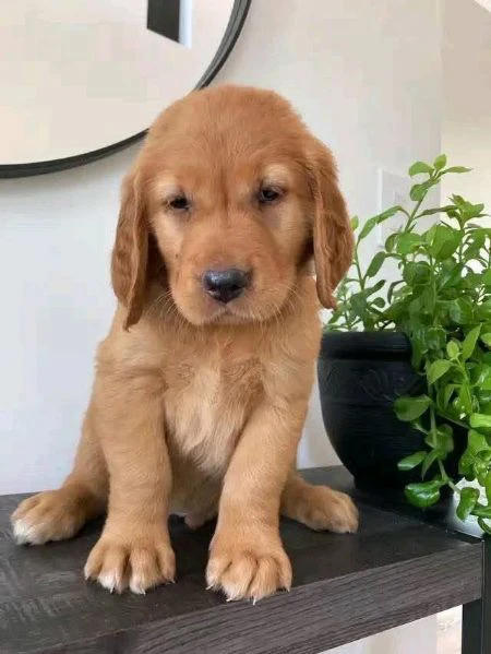 cuccioli di labrador retriever dolci, giocherelloni e pronti per una nuova casa! 