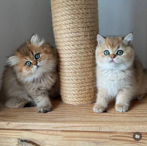 dolcissimi cuccioli di gatto persiano – eleganza, affetto e bellezza unica! 