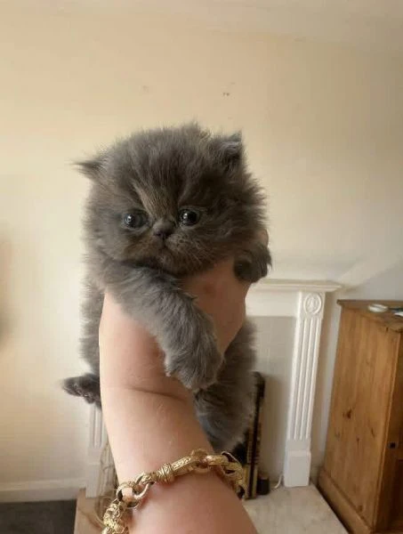dolcissimi cuccioli di gatto persiano – eleganza, affetto e bellezza unica!  | Foto 1