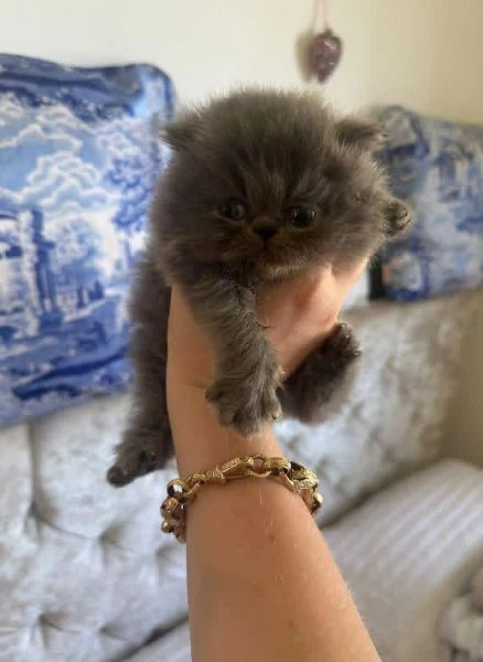 dolcissimi cuccioli di gatto persiano – eleganza, affetto e bellezza unica!  | Foto 0
