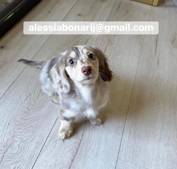 cucciolo di bassotto disponibile