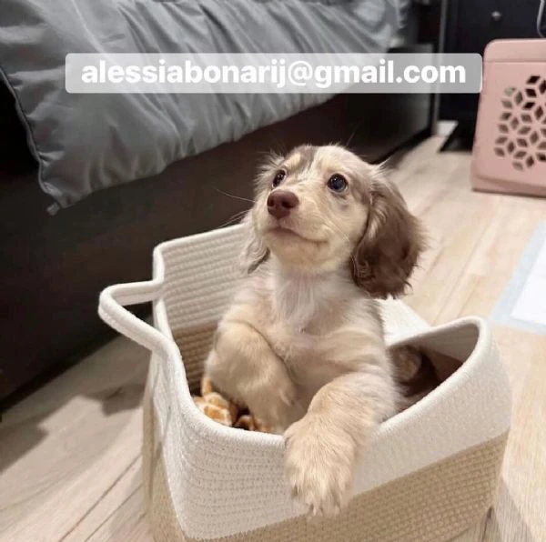 cucciolo di bassotto disponibile !