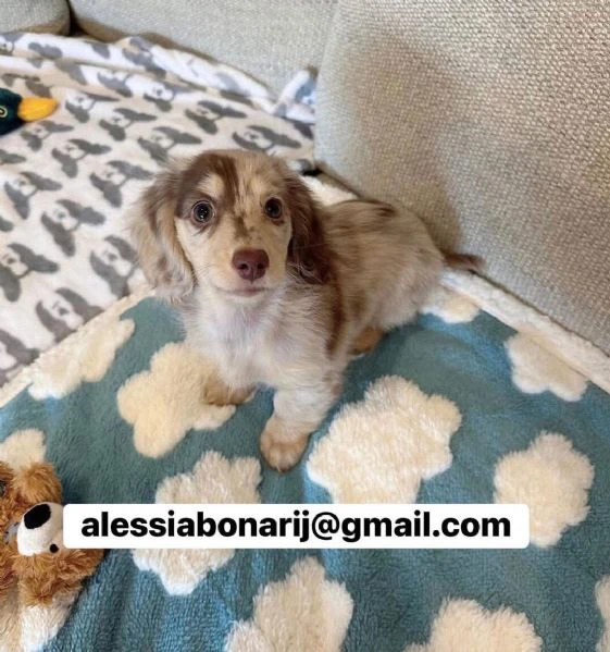 cucciolo di bassotto disponibile.,