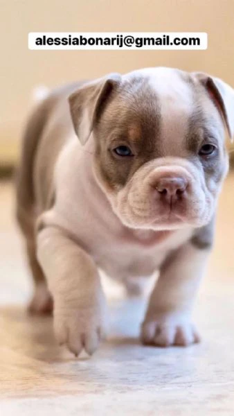 cucciolo di pitbull disponibile