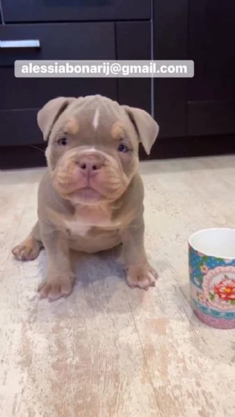cucciolo di pitbull disponibile!