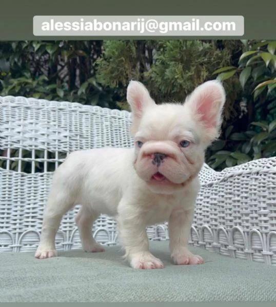 bulldog francese disponibile