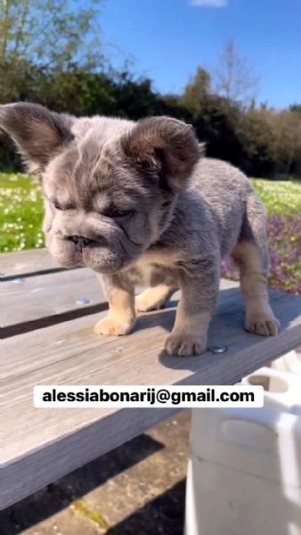bulldog francese disponibile