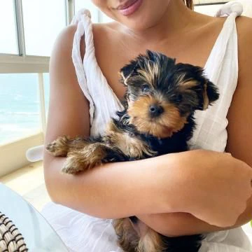 cuccioli di yorkshire terrier si consegnano a 80 giorni