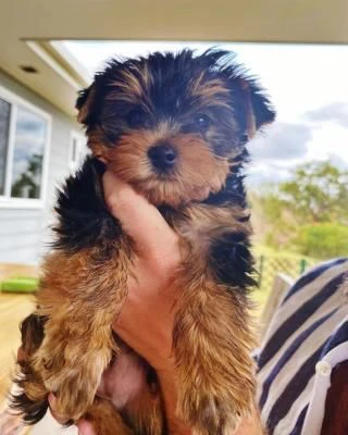 cuccioli di yorkshire terrier si consegnano a 80 giorni | Foto 0
