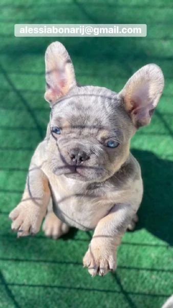 bulldog francese disponibile