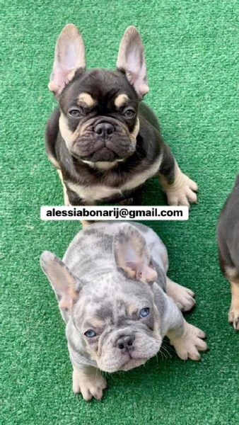 bulldog francese disponibile!
