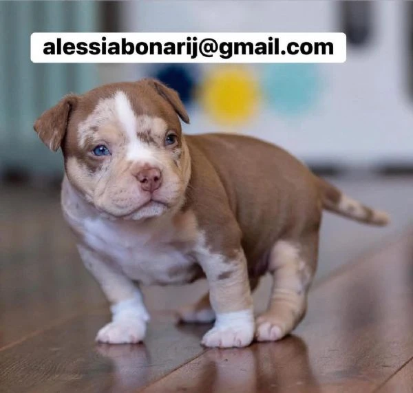 cucciolo di pitbull disponibile