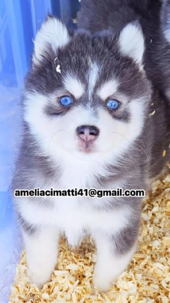 cucciolo di pomsky disponibile